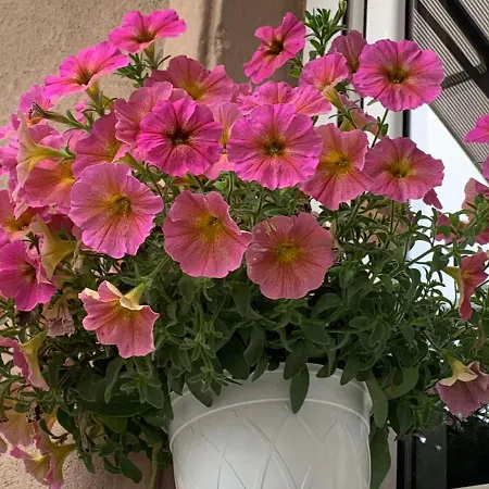Garden * 普罗夫迪夫