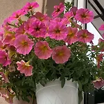 Garden * Пловдив