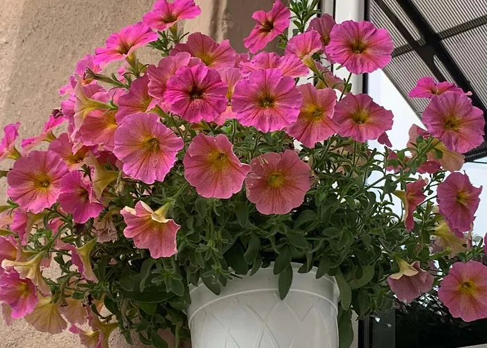 Garden * 普罗夫迪夫